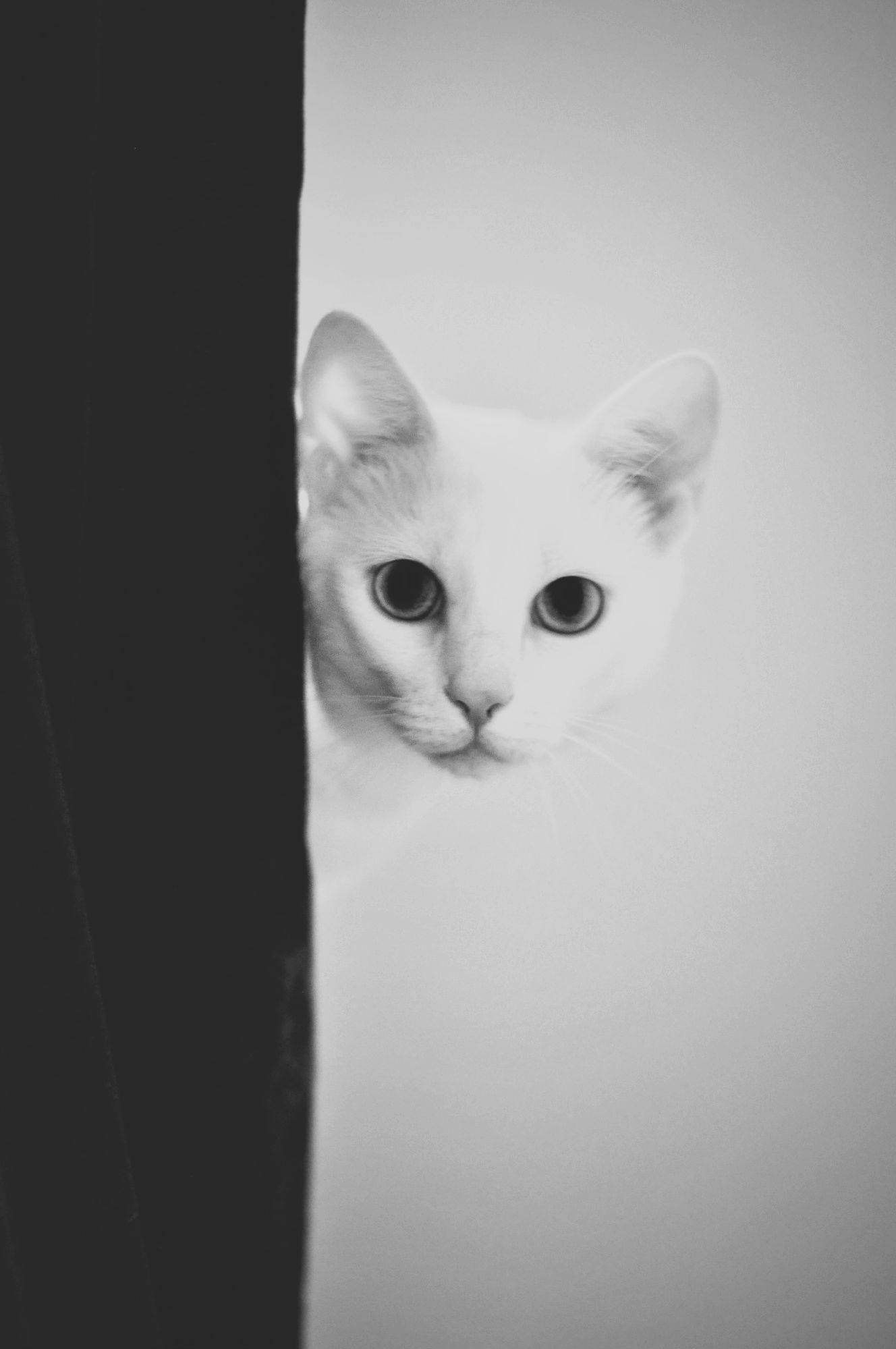 Balazova Jana - Macka Ester