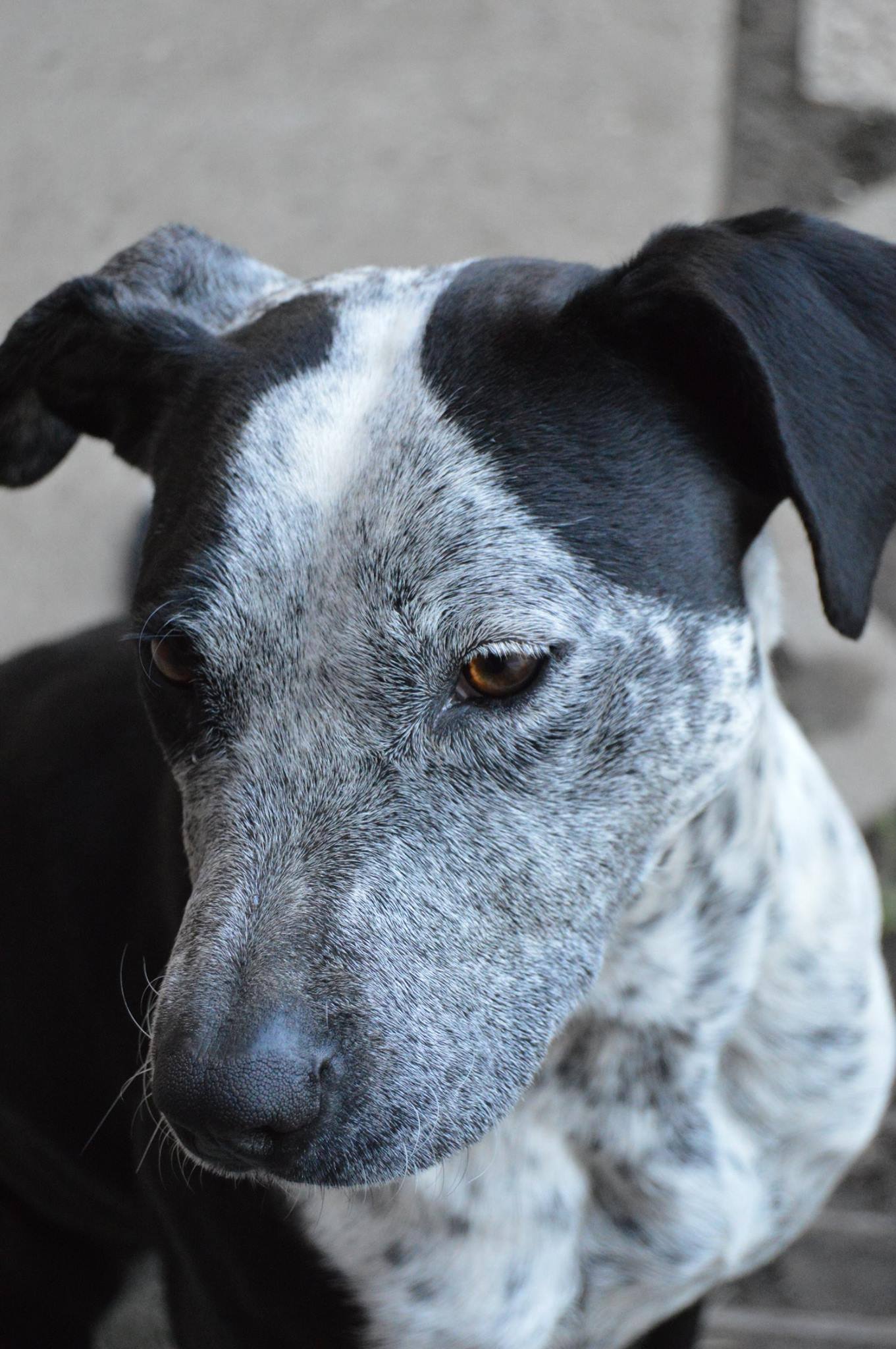 Viktoria Galová - Princezná Kelly