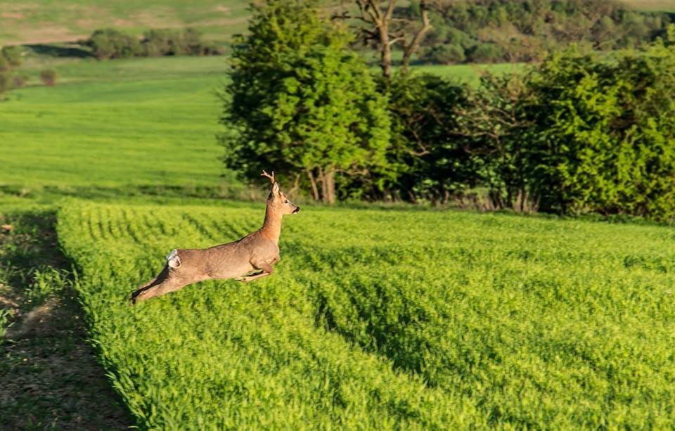 Patrik Šofranko Srnka